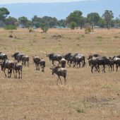  The Serengeti, TZ